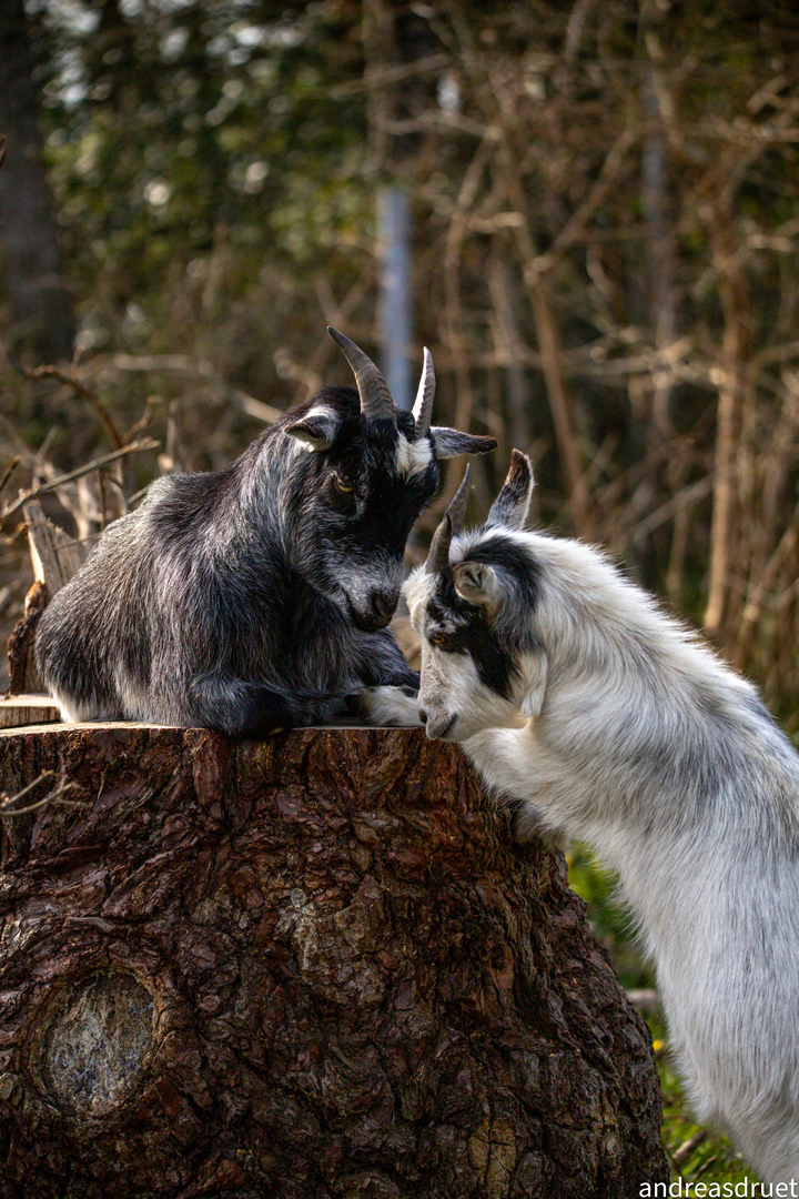 Les Animaux S Invitent Au Coll Ge Julie Victoire Daubie Saint