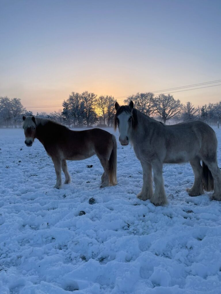 Leelou et King janvier 2026
