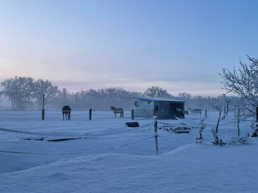 Une belle couche de neige janvier 2026